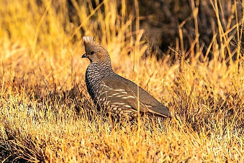USA, Texas, Big Bend National Park. Scaled quail close-up. Art Print